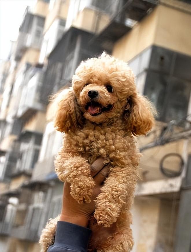 泰迪恨主人五种表现,泰迪有什么坏心思视频