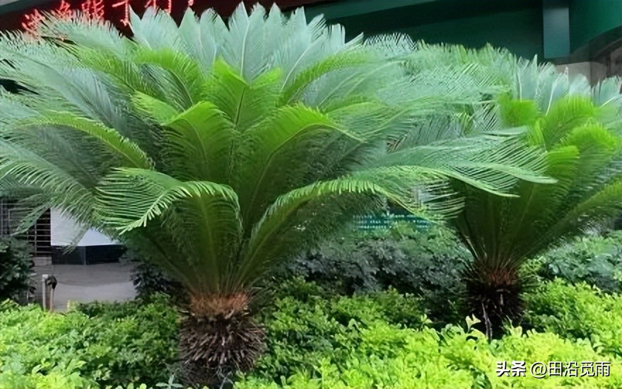 铁树烂根黄叶怎么办,铁树盆景为啥黄叶