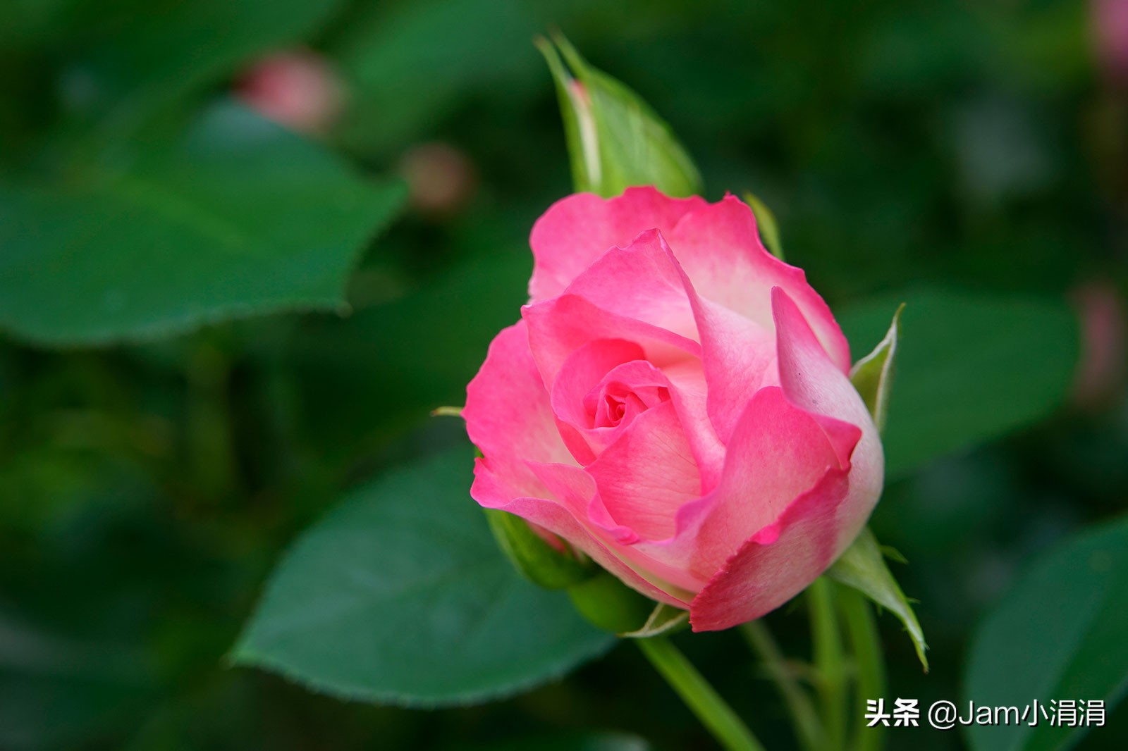 适合拍花的滤镜高级,拍春天适合用什么滤镜