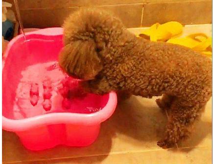 贵宾犬和泰迪区别在哪里,贵宾犬和泰迪有什么区别