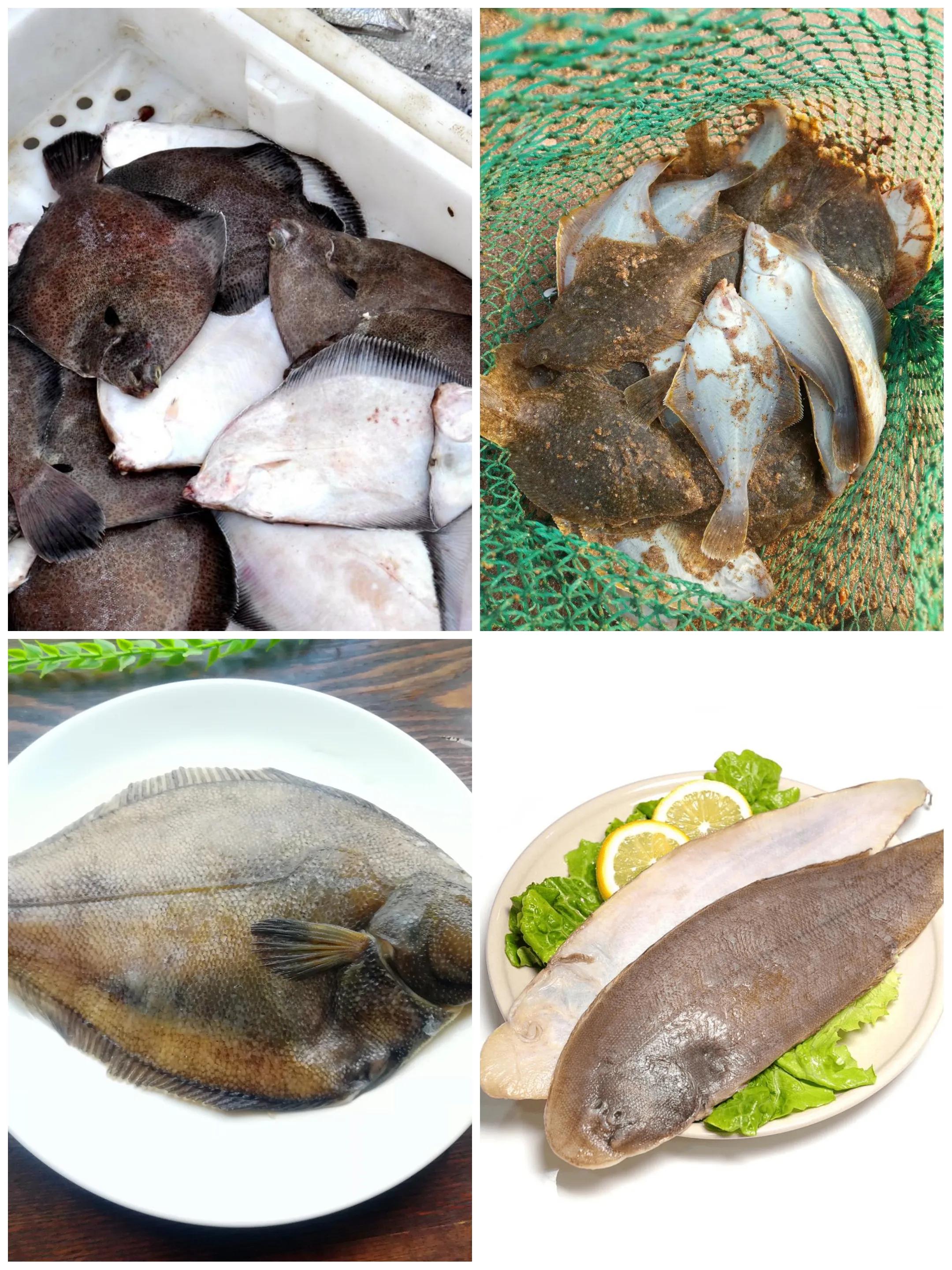 100种常见海鱼大全,常吃的海鱼图片及介绍