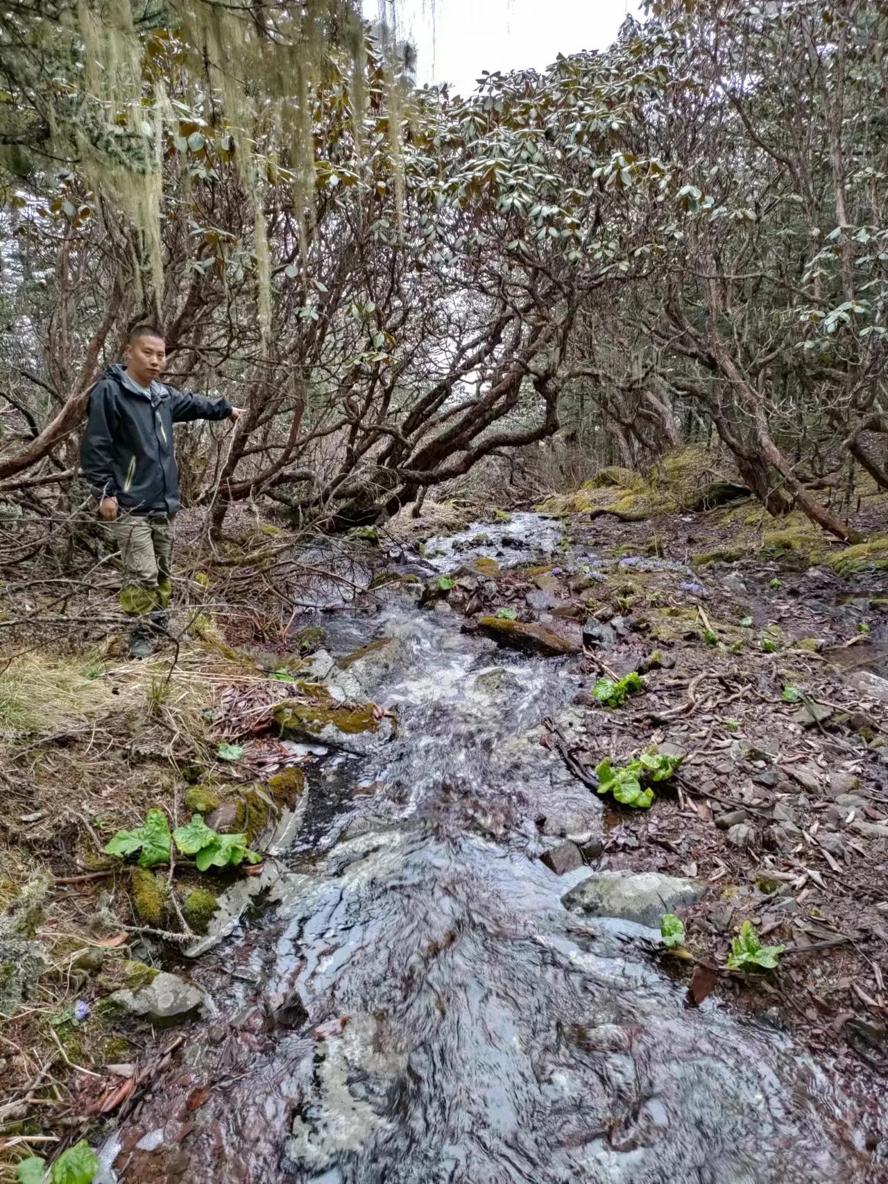 中国百慕大黑竹沟了解一下,中国百慕大黑竹沟近期气温