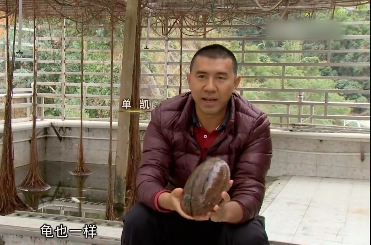 男子养天价乌龟一只龟能卖100,卖乌龟年入20万