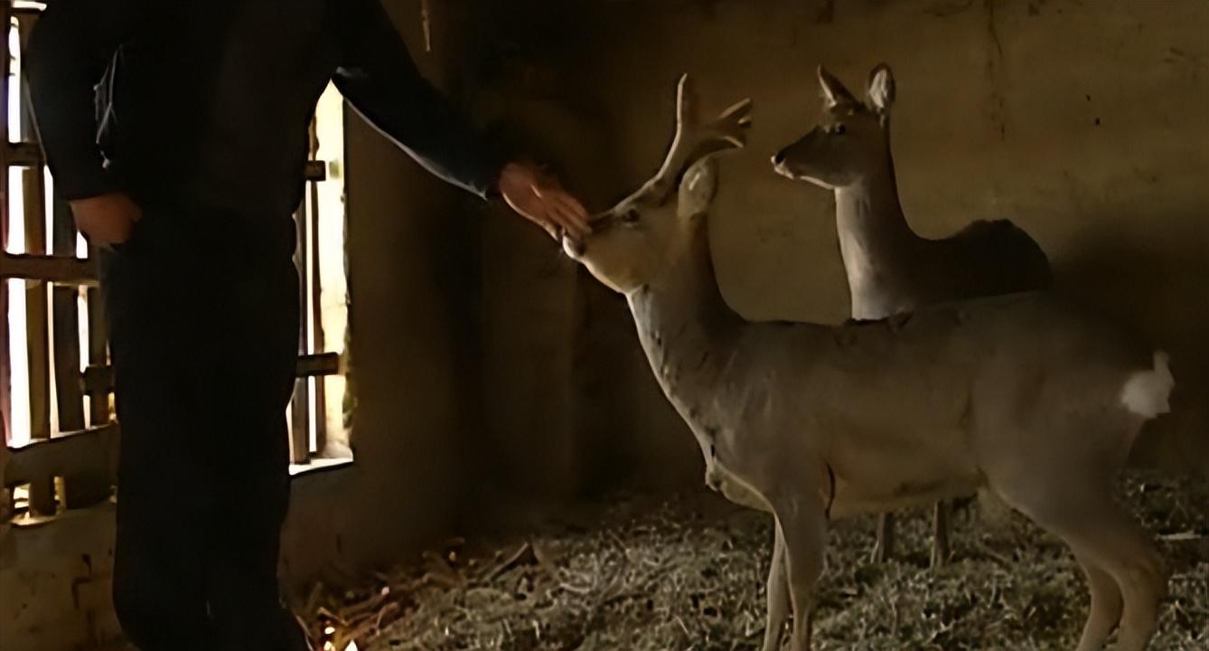 吉林一男子捡到梅花鹿,吉林男子野外捡鹿