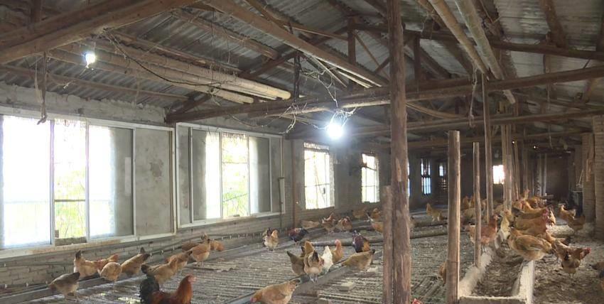 独守荒山17载，倔强姐与土鸡为伴