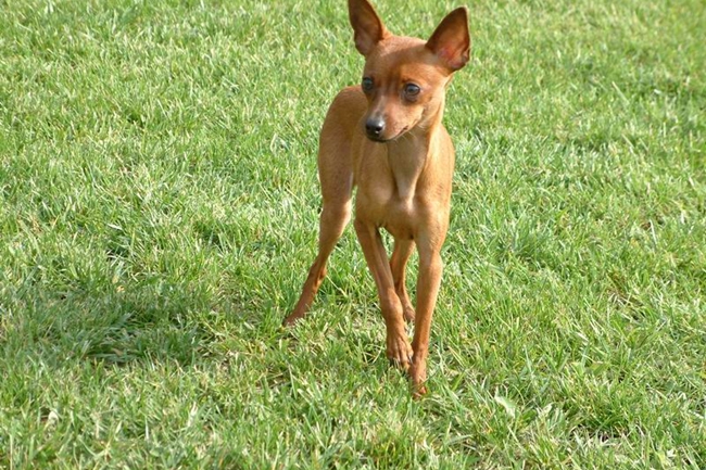 鹿犬长癣了应该抹什么药,鹿犬起癣治疗