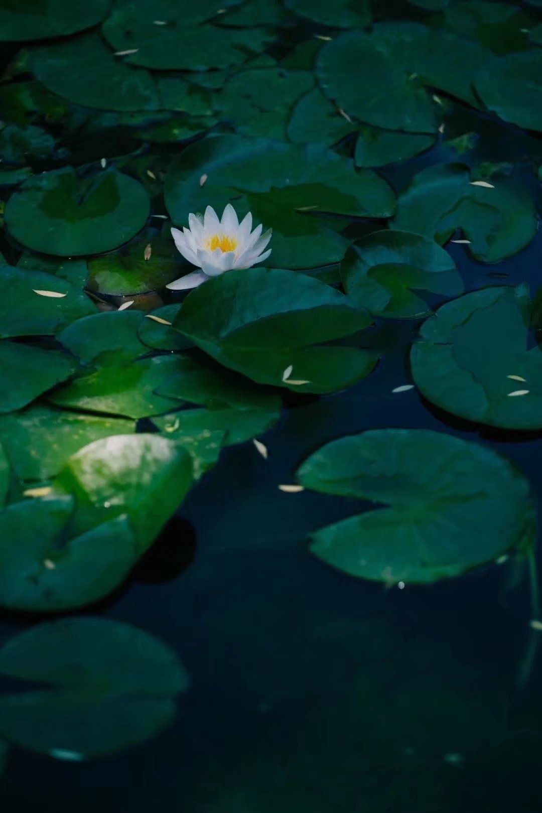 平生所愿不过烟火素淡守心自暖,烟火素淡守心自暖