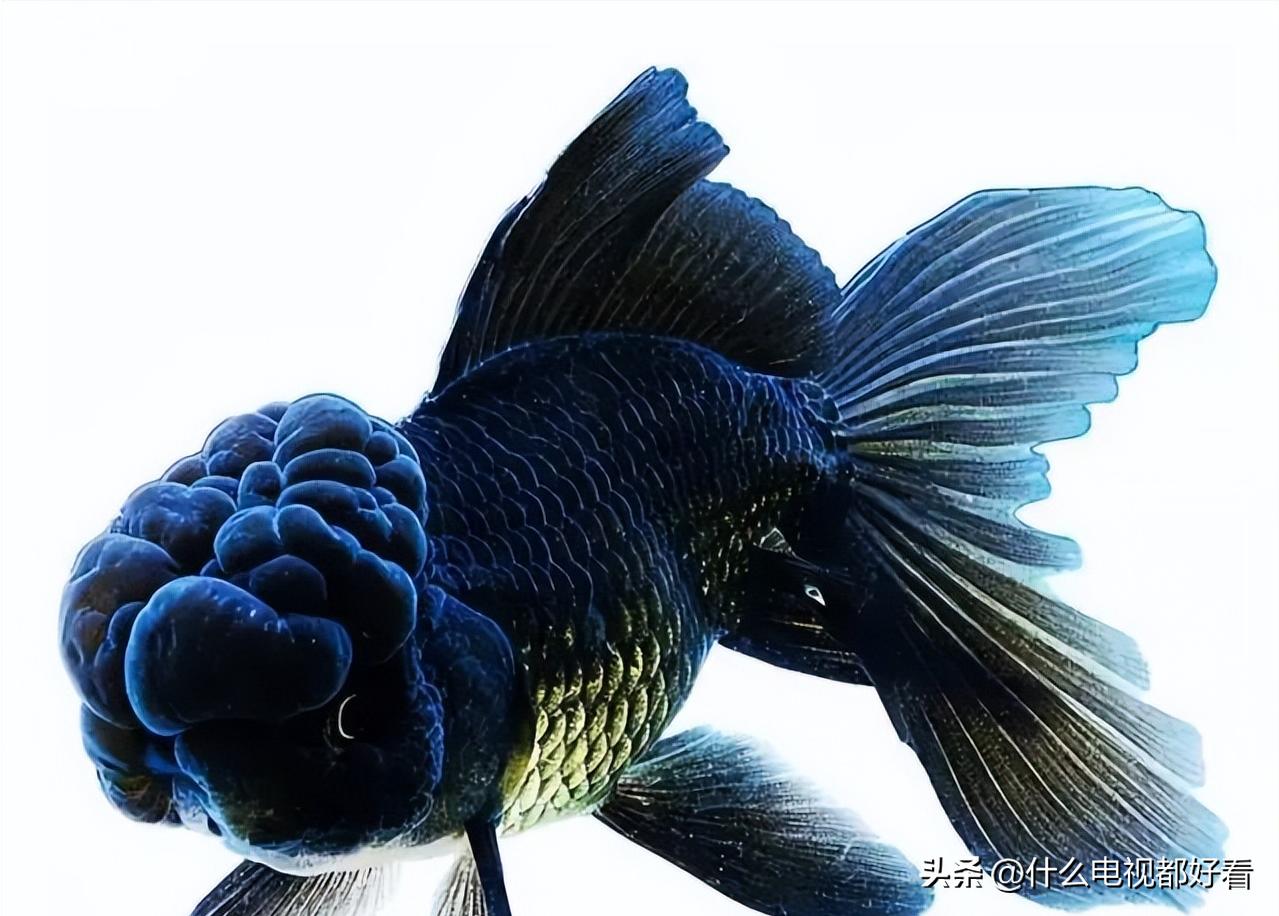 观赏鱼冬天怎么养能活,冬天鱼在鱼缸怎么办