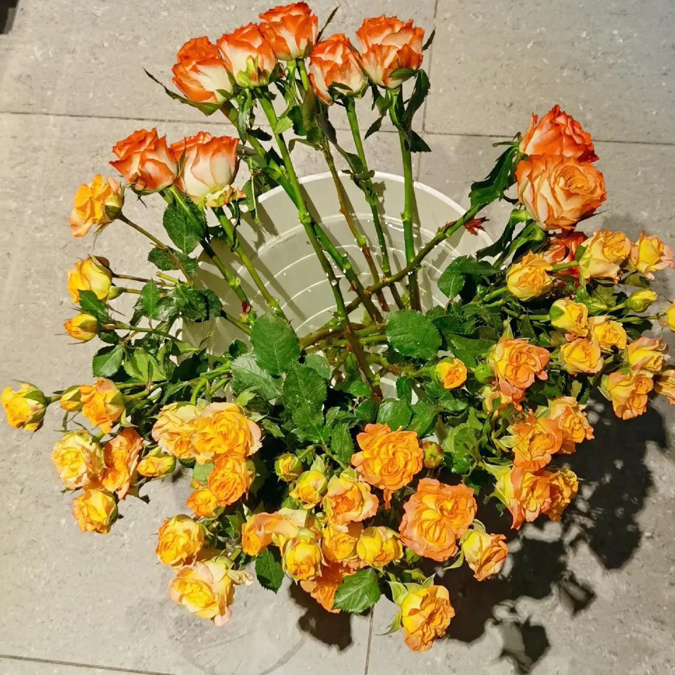 花香满屋，心情舒畅|猪妈的玫瑰开箱测评