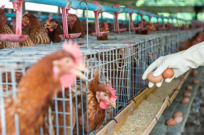 看了致富经破产的人,养殖亏得倾家荡产后改行翻身案例