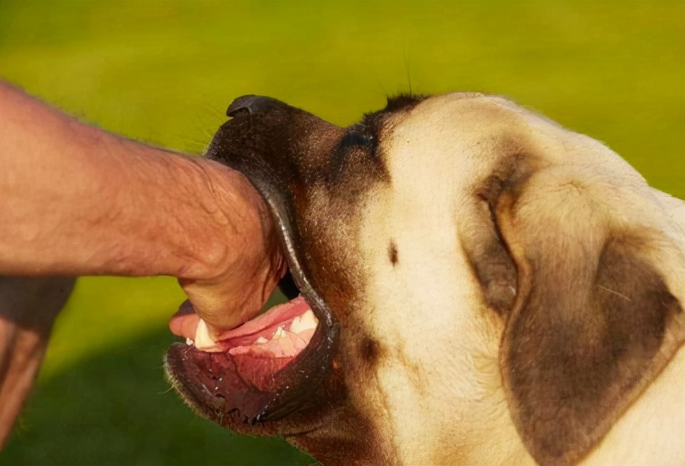 狗感染狂犬病一般多久发作,被狂犬病感染发作了能不能治好