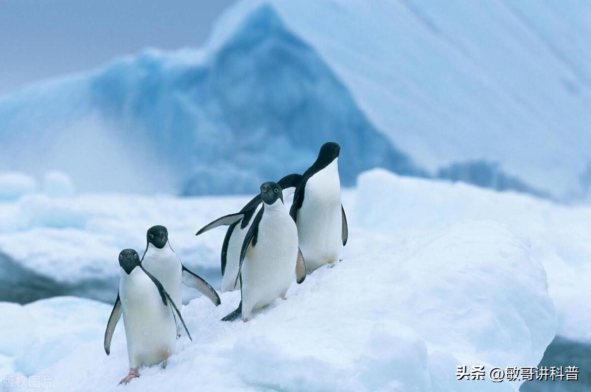 企鹅为什么只有肚子上白色的,为什么企鹅的肚子是白色的