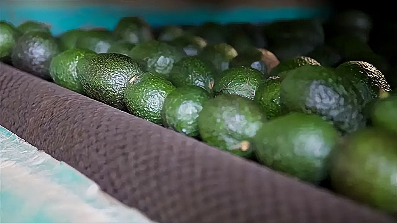 牛油果到底是不是个大骗局,牛油果收益