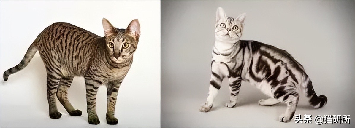 什么猫咪和英短合得来,猫咪长毛英短怎么区分公母