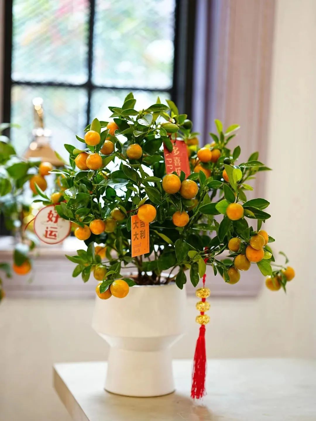 家庭招财植物摆放禁忌,家里适合摆放什么招财的植物