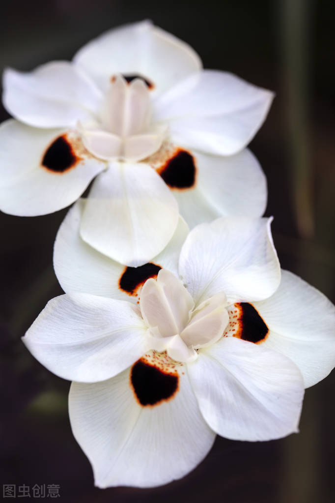 时光若温柔愿你淡淡欢喜出处,时光若温柔愿你淡淡喜欢什么意思