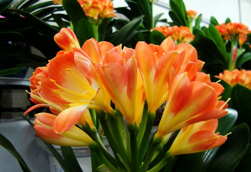 新手养护君子兰注意这三点,养君子兰避开3个误区叶大花又艳