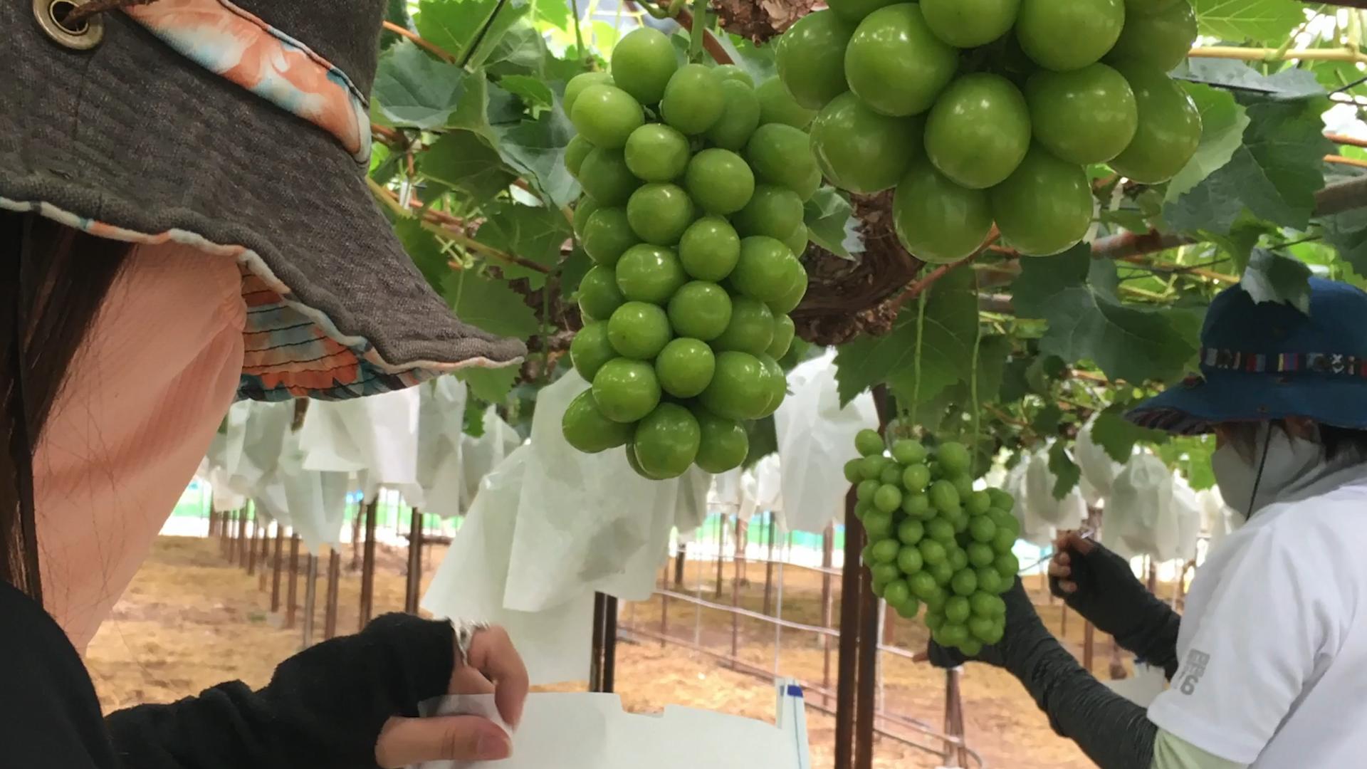 在日本阳光玫瑰多少钱1斤,日本的阳光玫瑰多少钱一斤