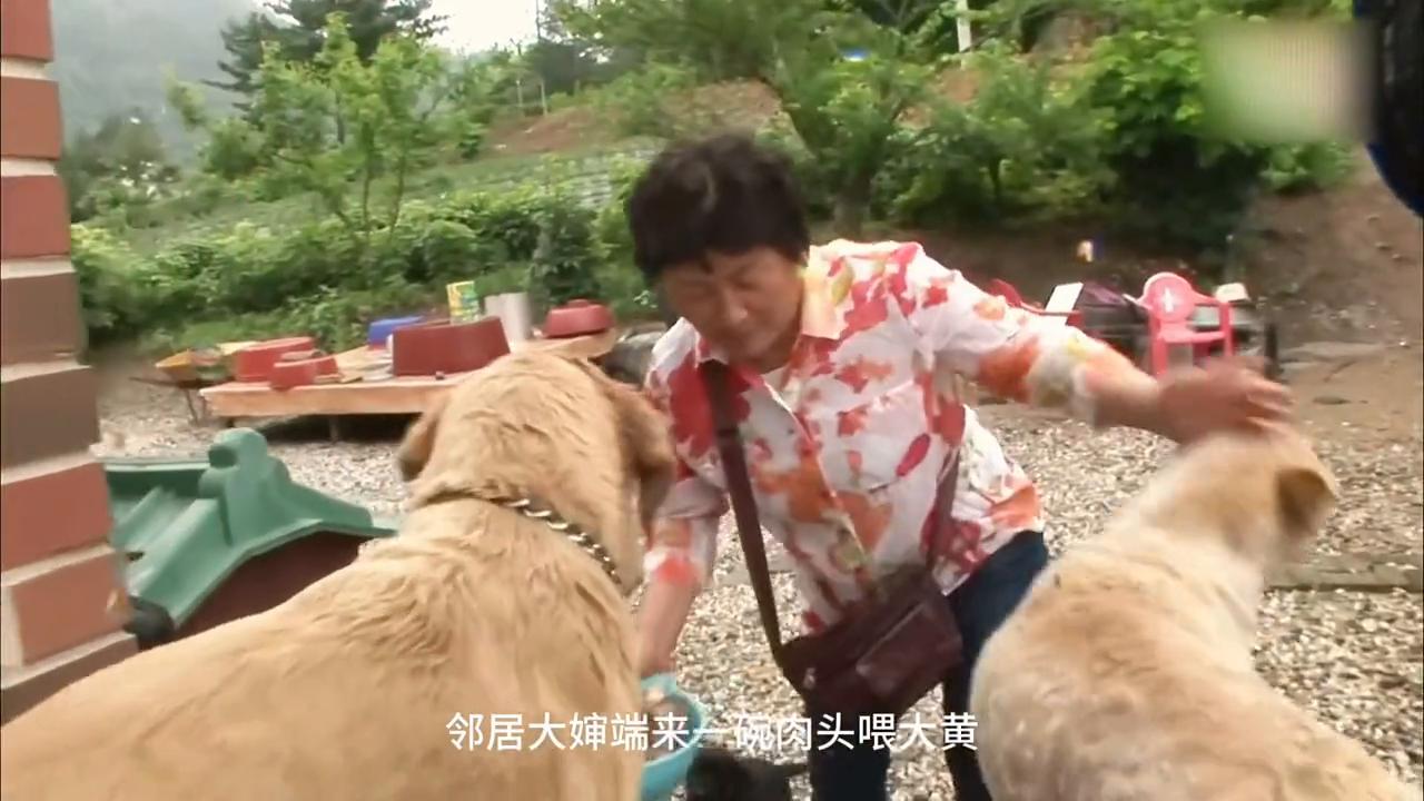 狗狗嘴巴叼着石头,狗狗一直啃石头