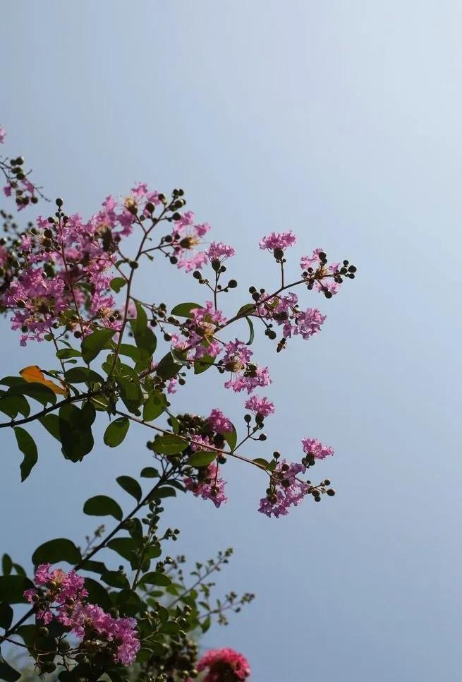 紫薇花壁纸高清全屏,唯美紫壁纸