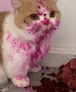 猫做核酸了么,猫核酸检测有必要做吗