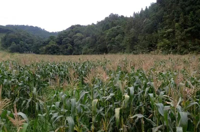 惠农好政策促粮大丰收,惠民惠农补贴影响农户种粮积极性