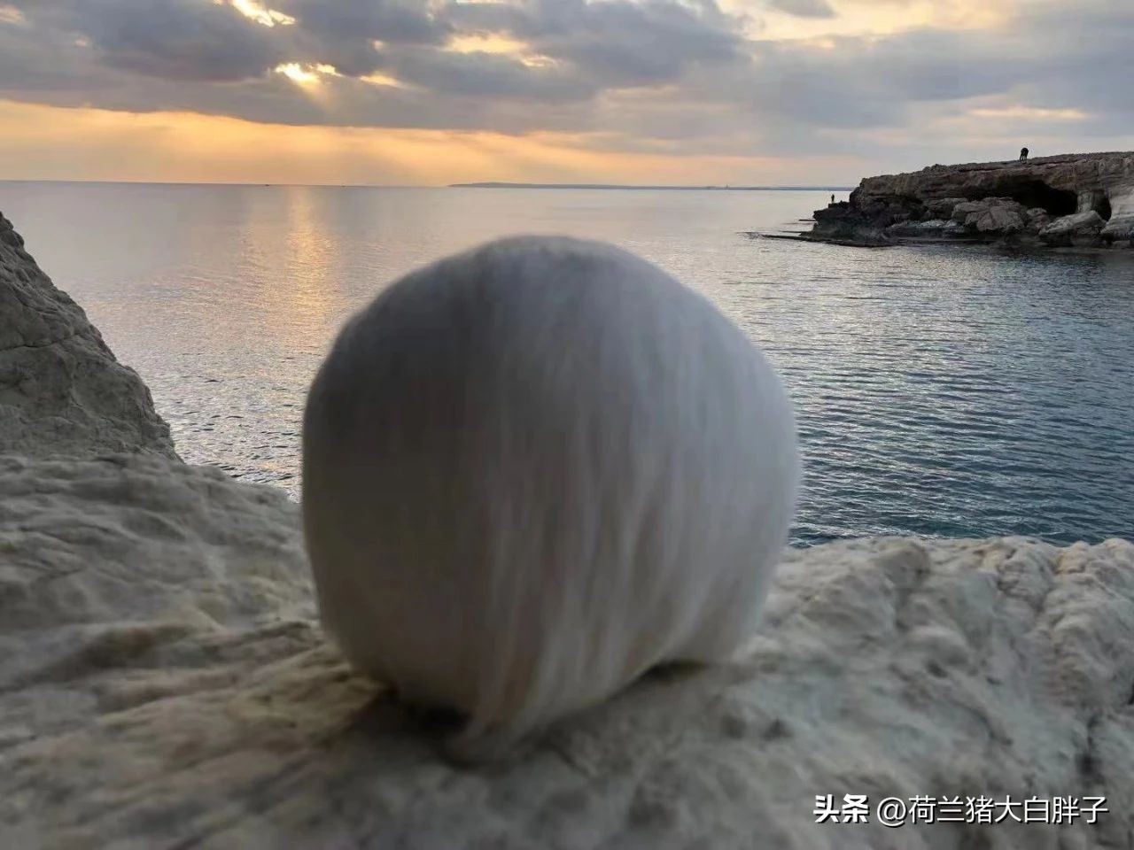 荷兰猪怀孕生产需要准备什么,荷兰猪孕猪临产