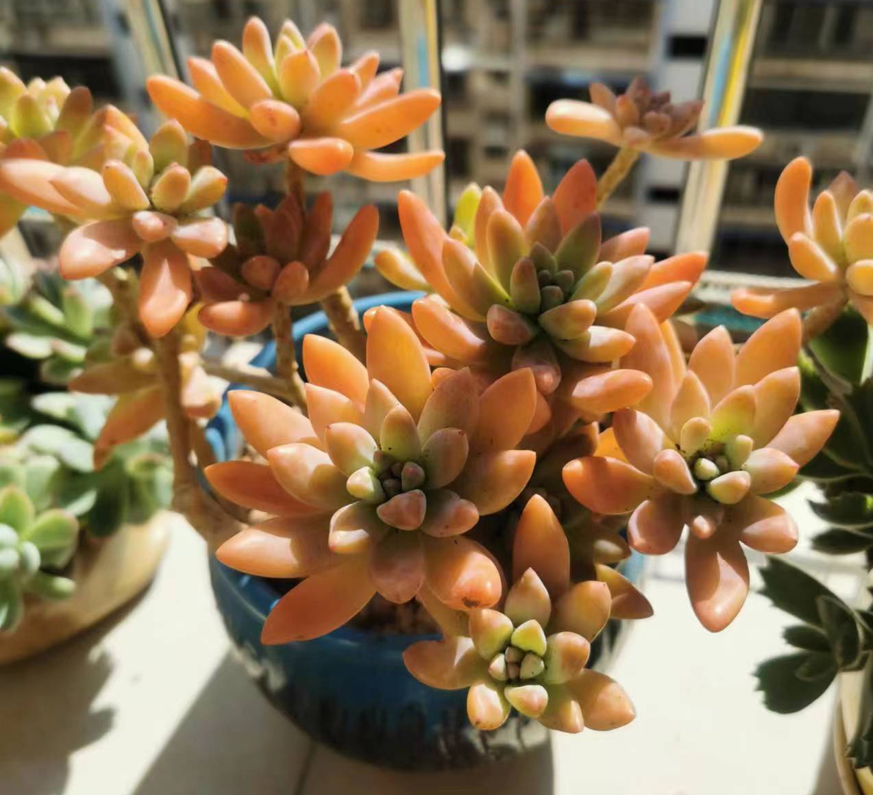 养多肉的100个方法,怎么养多肉才能养得最好