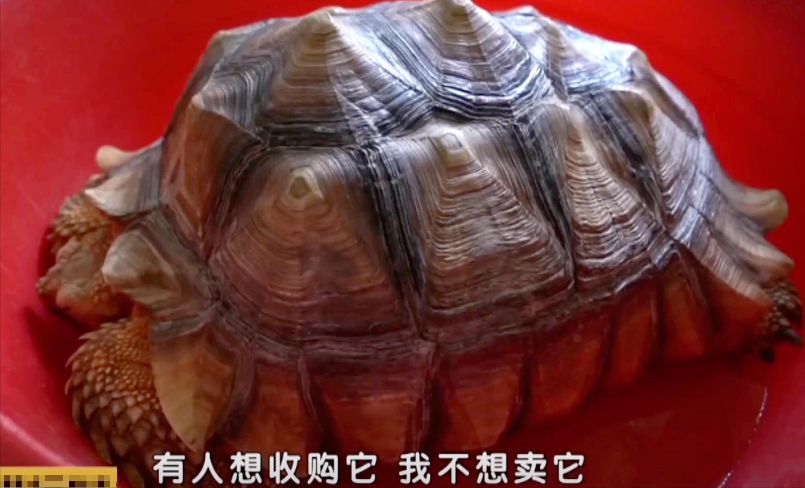 男子在臭水沟捡到一只乌龟,男子在河边捡到两只大乌龟