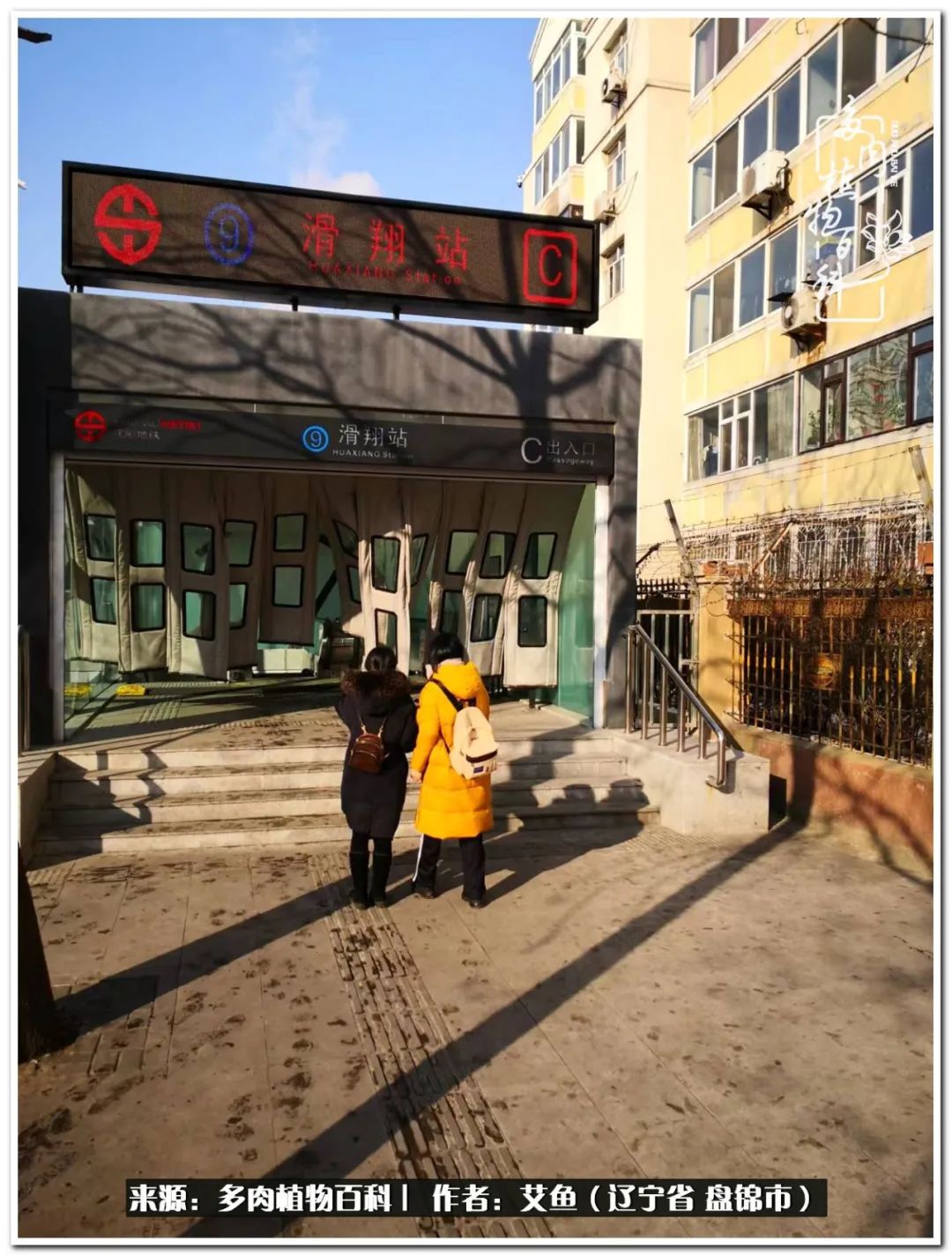 养多肉的意外之喜,养了五年的多肉就剩这几个