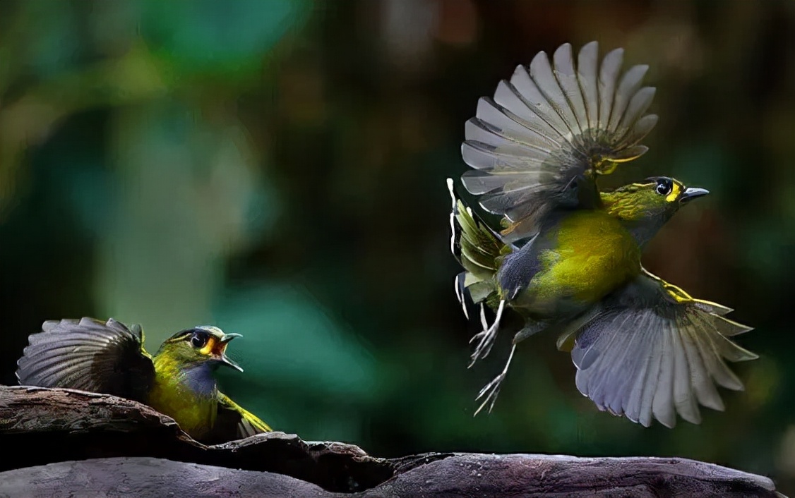 羽色最绚丽的鸟图片,鸟类雨后飞翔照片
