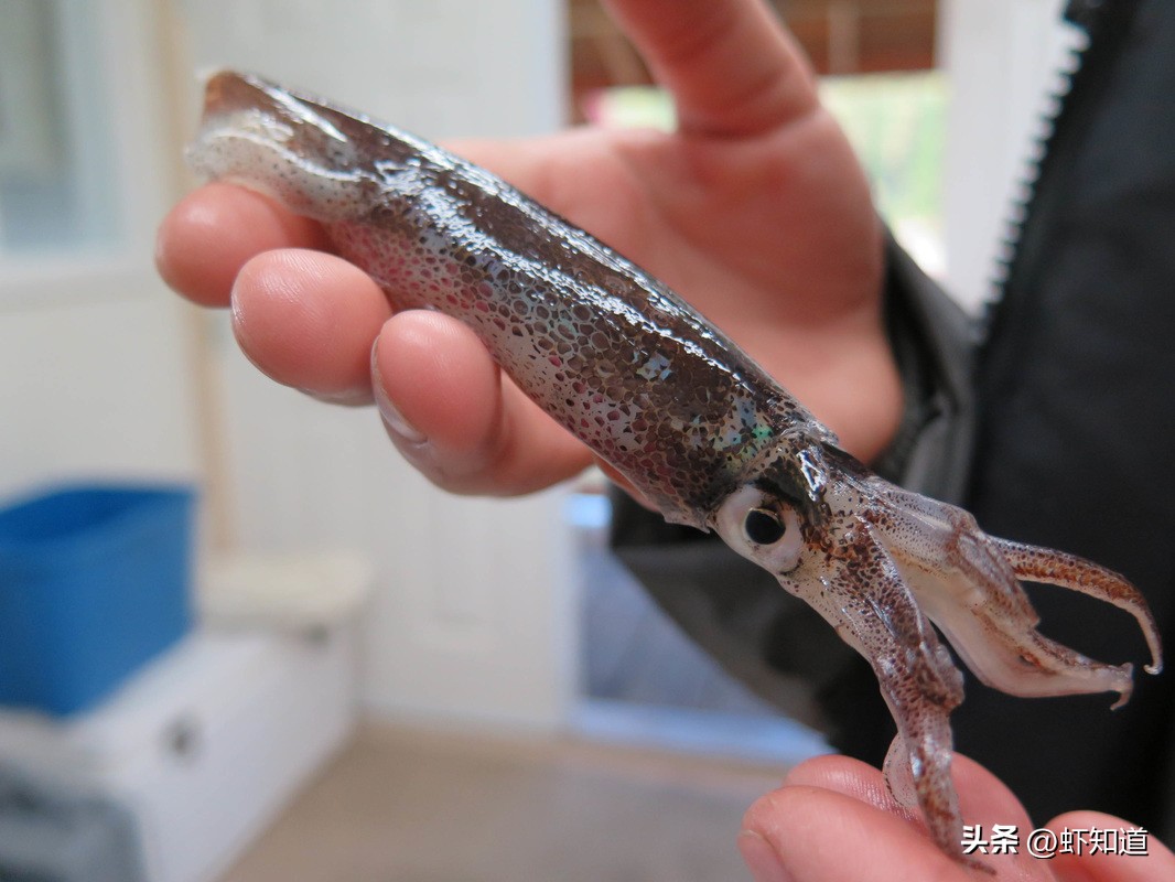 墨鱼乌贼章鱼鱿鱼到底有什么区别,八爪鱼章鱼鱿鱼墨鱼乌贼的区别