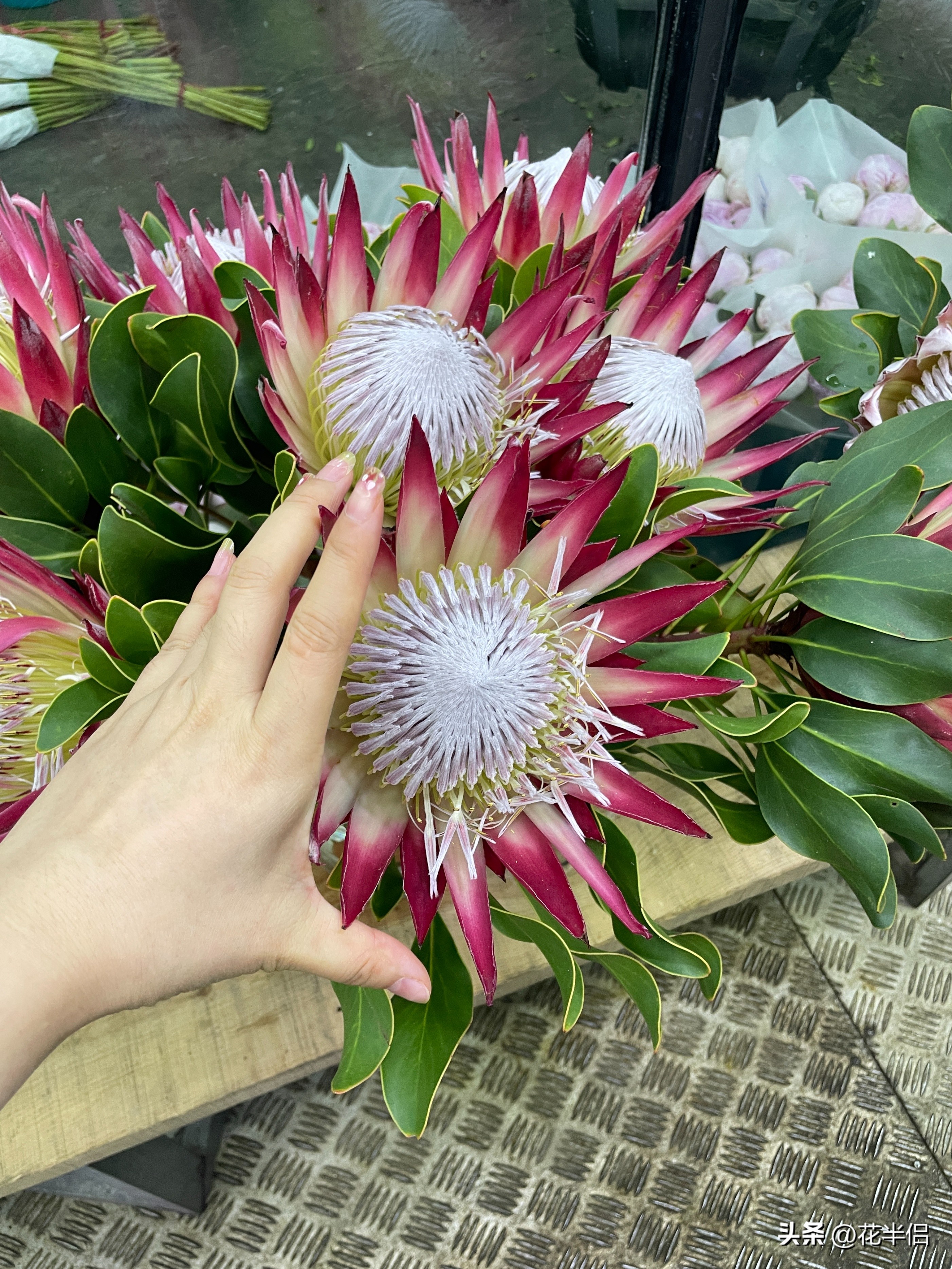 世界上36种罕见的花帝王花,帝王花花卉