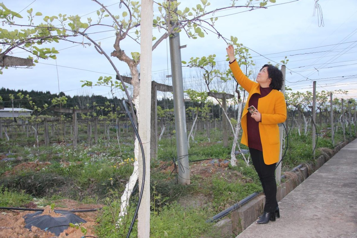 广元返乡创业能人,广元创业女老板