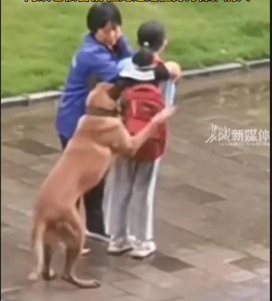 这哪里是大狗想找吃的或者想和人玩？这明明就是大狗发情了！