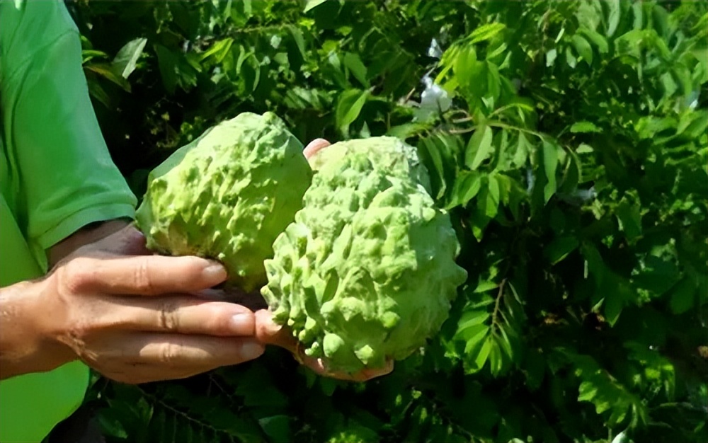 台湾水果滞销积压视频,台湾水果滞销东南亚
