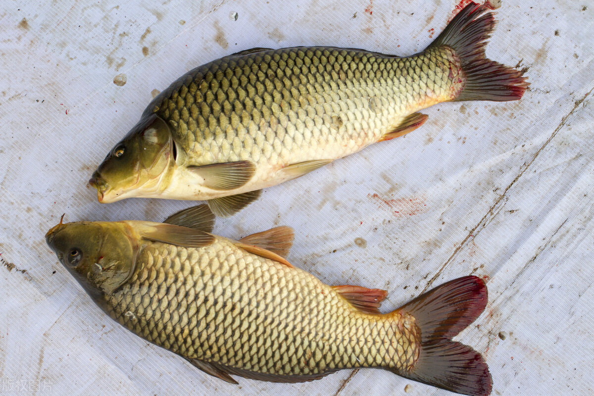 四大文明古国及河流,四大文明古国黄河
