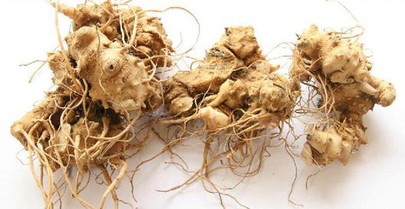 菊三七是什么药材,菊三七属都有哪些植物