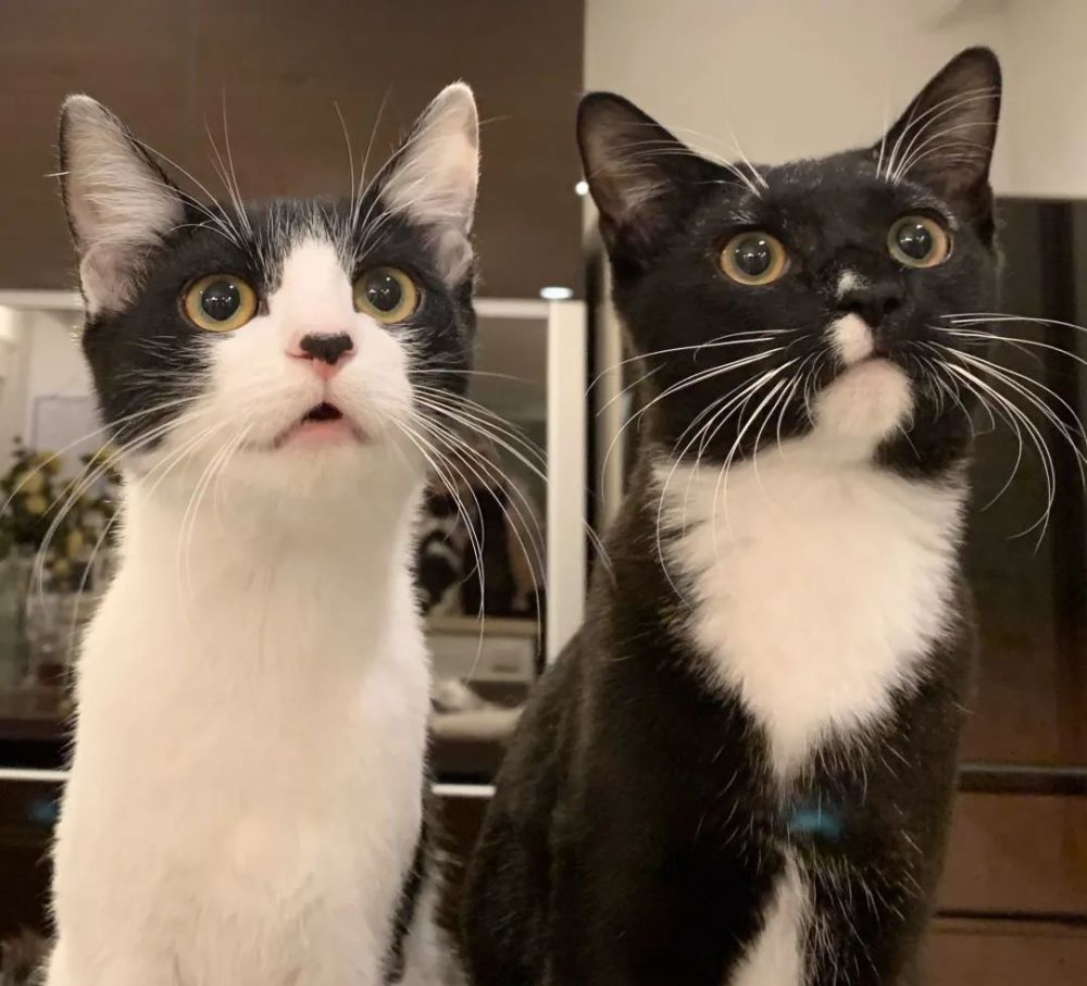 什么猫猫最好养又便宜,哪种猫猫最便宜好养