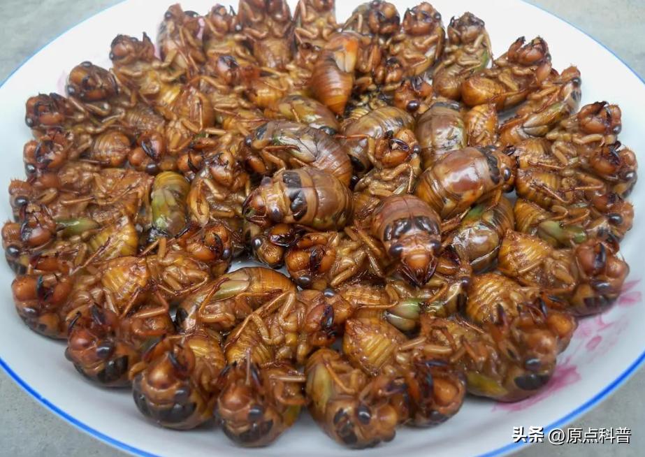 中国人吃了十大奇葩食物,盘点我们中国十大残忍美食