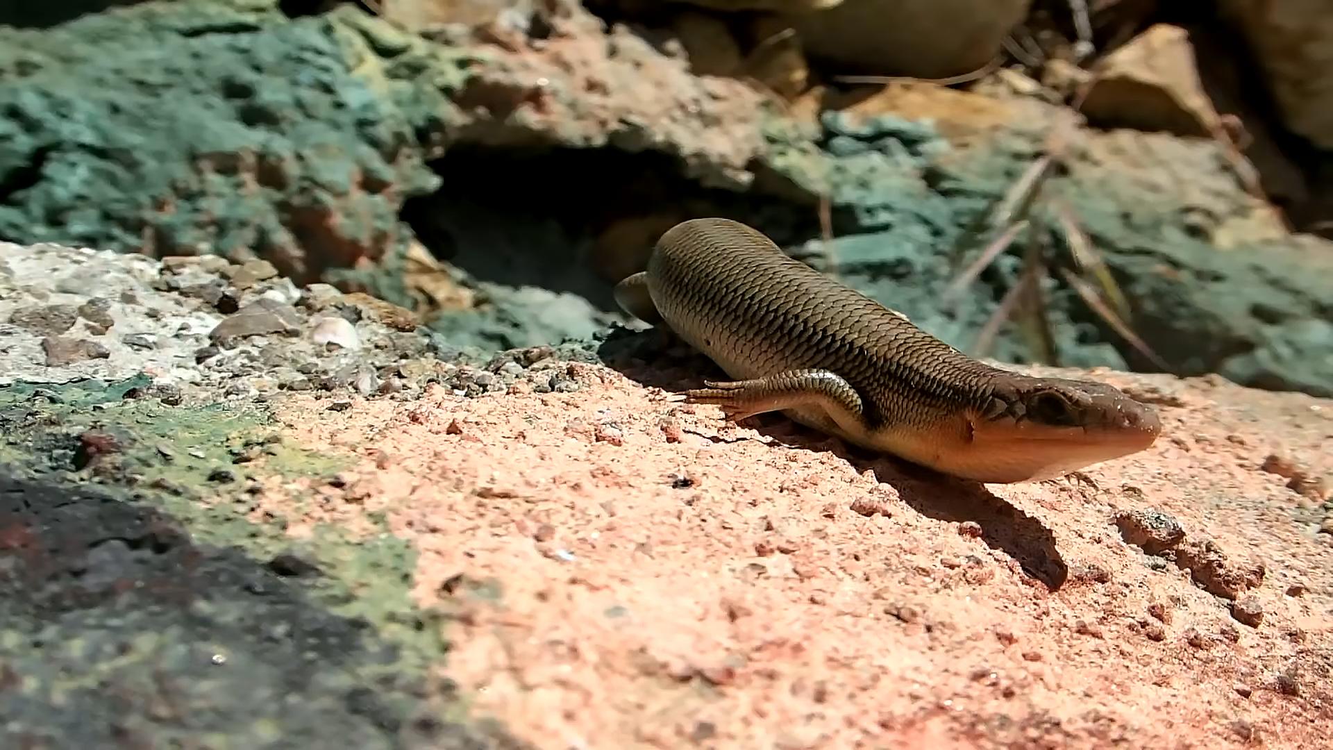 农村常见的蛇的克星,狗母蛇农村里有吗