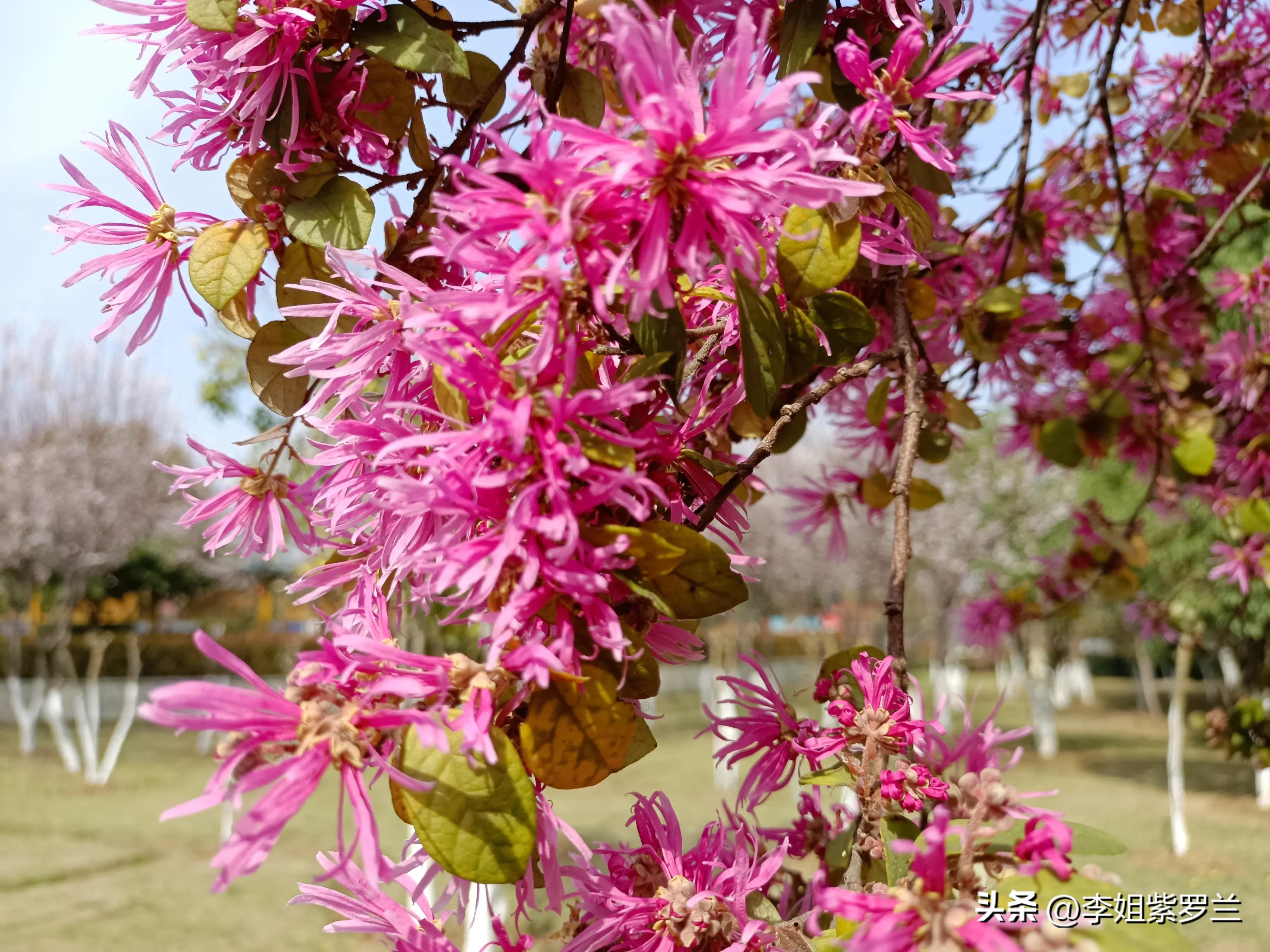 红花继木和红花檵木有什么区别,红花檵木的红花功效与作用