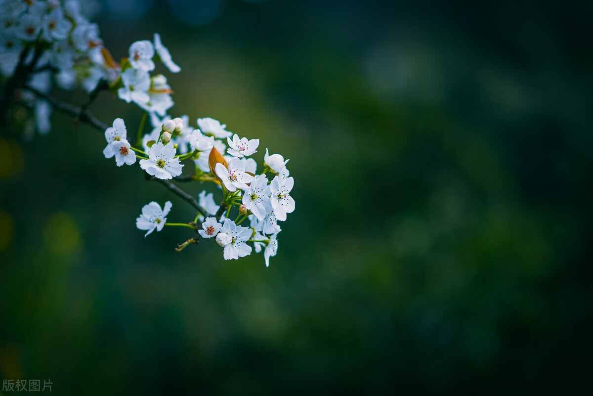 成都春天超美的地方,成都现在风景最美的地方