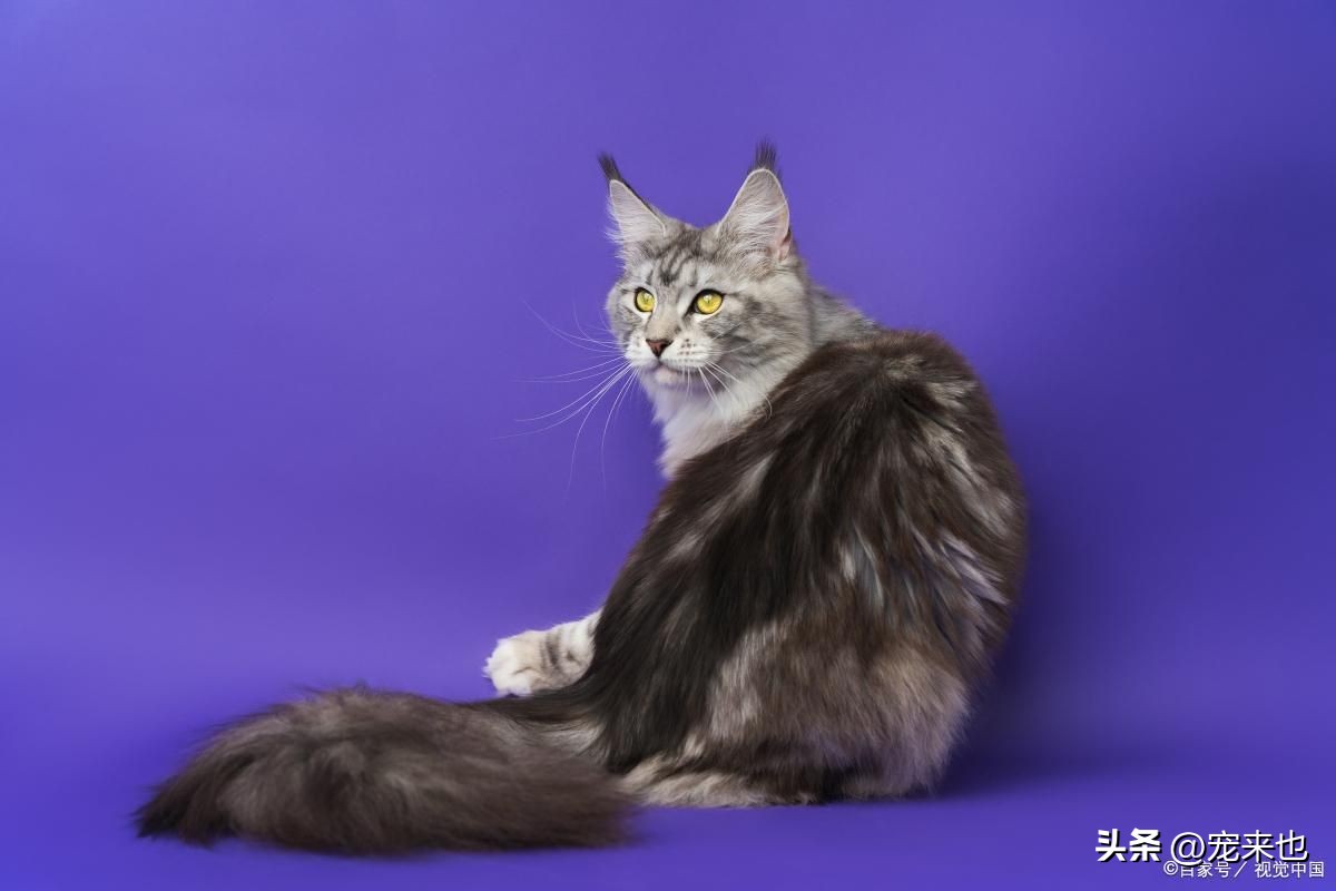 缅因猫优点和缺点,缅因猫在哪买最合适