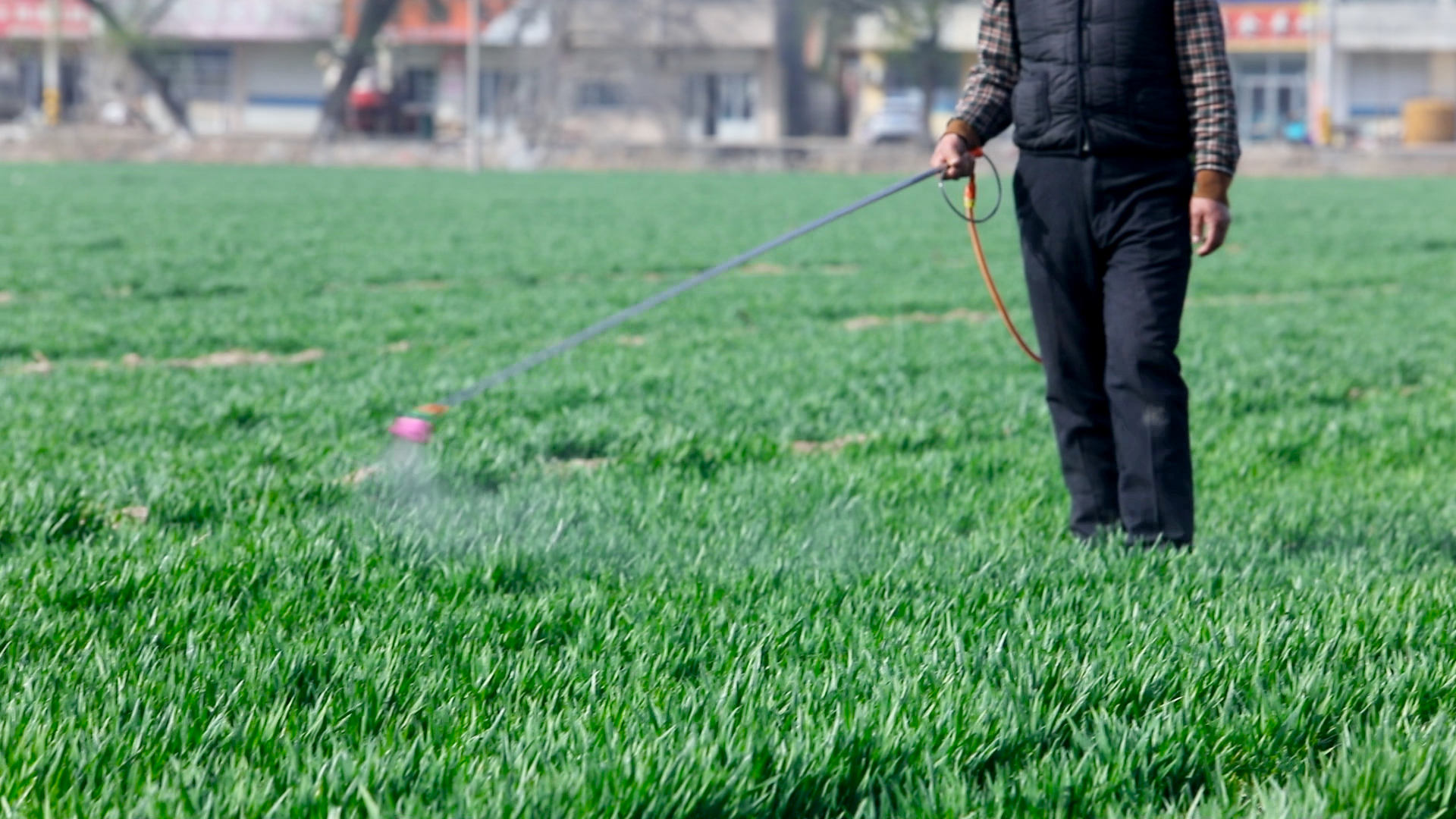 小麦拔节期受冻害怎样管理,小麦冻害原因及应对措施