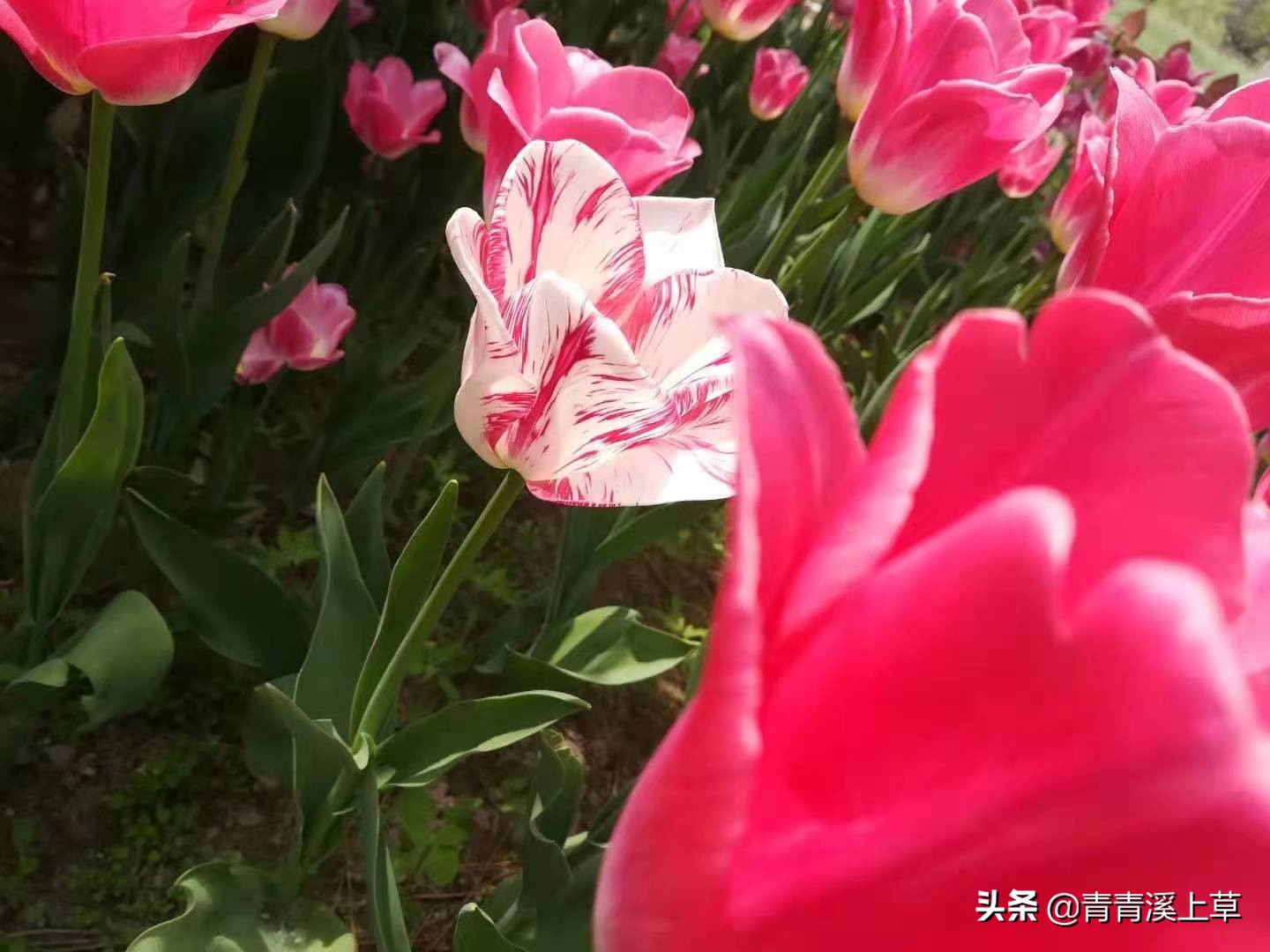 开封天波杨府最新视频,开封天波杨府表演时间