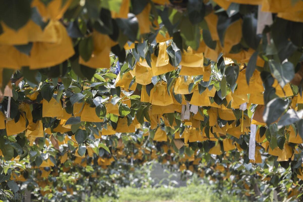 在水果里的虫子,水果套袋子能否防鸟虫
