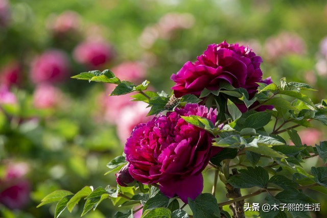 小县城的那些有钱人,小县城有钱人也很多