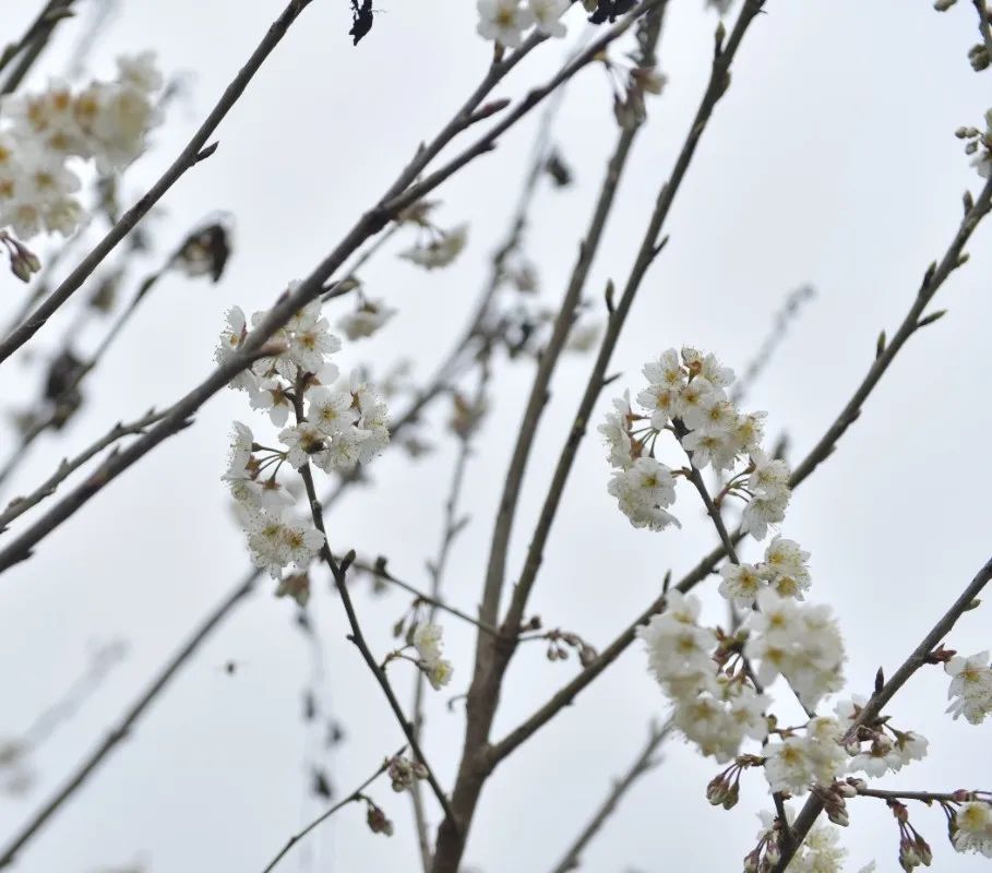 2024年蒲江樱花节,蒲江樱桃花节