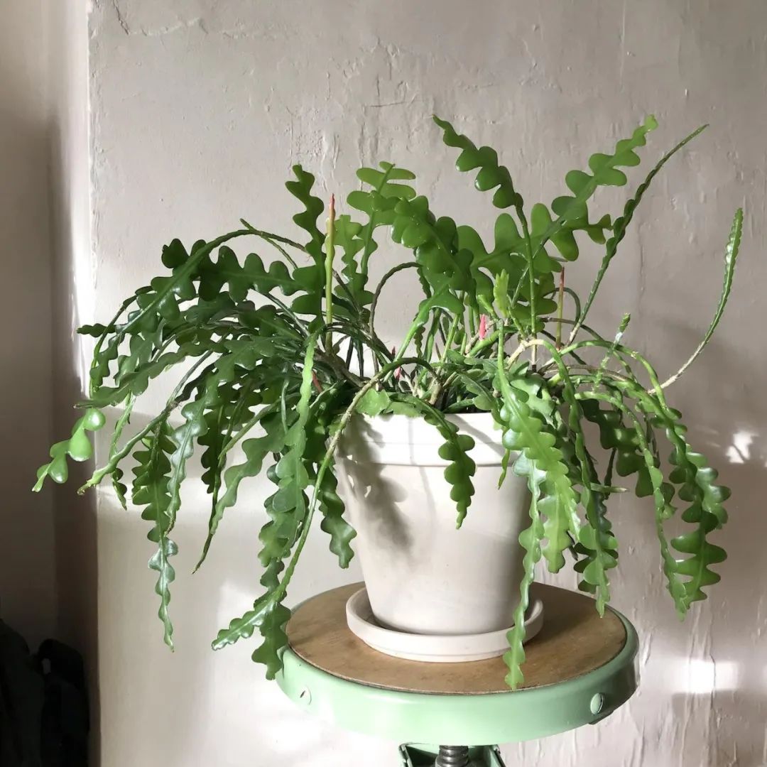 适合家养的花卉盆栽绿植,好养的绿植推荐一下盆栽